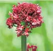  ??  ?? Red valerian (Centranthu­s ruber)