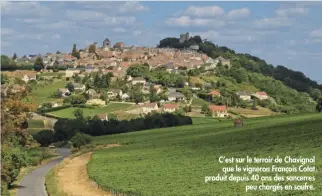  ??  ?? C’est sur le terroir de Chavignol
que le vigneron François Cotat produit depuis 40 ans des sancerres
peu chargés en soufre.