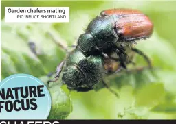  ?? PIC: BRUCE SHORTLAND ?? Garden chafers mating