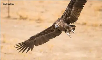  ??  ?? Black Vulture