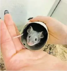  ?? TIERHEIM STRUBELI ?? Das junge Mäuschen ist handzahm und neugierig.