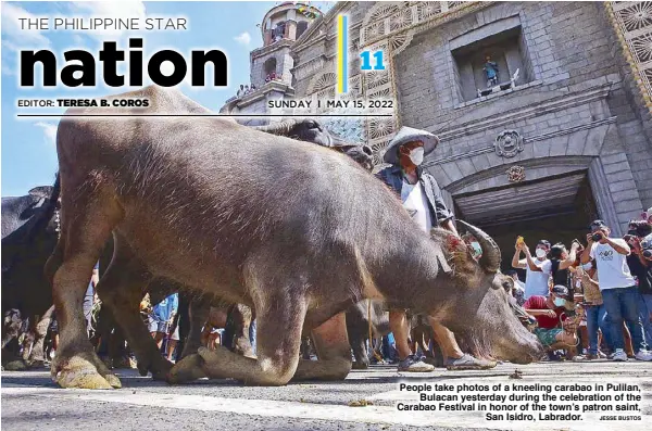  ?? JESSE BUSTOS ?? People take photos of a kneeling carabao in Pulilan, Bulacan yesterday during the celebratio­n of the Carabao Festival in honor of the town’s patron saint, San Isidro, Labrador.