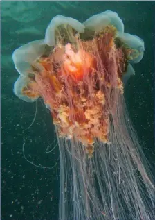 ??  ?? The Lion’s Mane is the largest known species of jellyfish in the world.