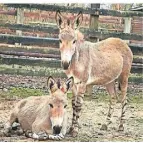  ?? FOTO: TIERPARK ?? Seit Mitte Januar leben die beiden Somali-Esel, Luulyo und Roob; im Tannenbusc­h.