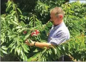  ?? ASSOCIATED PRESS ?? JEFF COLOMBINI LOOKS over bing cherries in one of his orchards on Friday in Stockton, Calif. Colombini is worried about the financial impact of retaliator­y tariffs on his 1,800 acre farm, which grows and exports apples, cherries and walnuts.