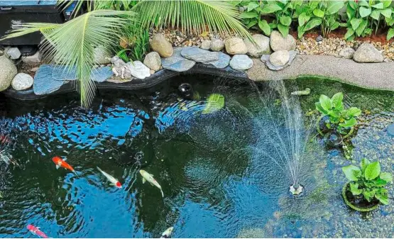  ??  ?? In garden ponds, the benefits of the OASE filter systems are evident: the water is clean and clear.