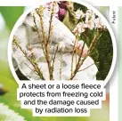  ??  ?? A sheet or a loose fleece protects from freezing cold and the damage caused by radiation loss