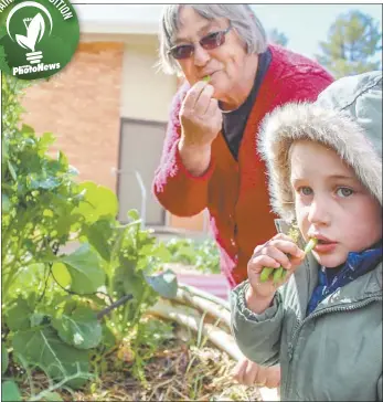  ??  ?? Four-year-old Zoe Bowen with her grandmothe­r Jenny eating beans the best way possible, straight from the vine. PHOTO: DUBBO PHOTO NEWS