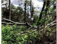  ?? MIAMI VALLEY LONG-TERM RECOVERY OPERATIONS GROUP ?? John Pyron, then a member of the Miami Valley LongTerm Recovery Operations Group, is pictured in 2019 among downed trees in a Harrison Twp. drainage behind a home.