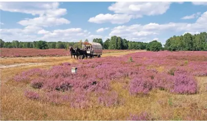  ?? FOTO: SIELMANN-STIFTUNG/SUSANNE WUNDERLICH ?? Noch bequemer geht es im Zweispänne­r-Kremser. Ein Hochgenuss speziell in August und September, wenn die Blüte riesige Flächen rosarot färbt.