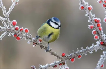  ??  ?? De få starka färger som finns på vintern syns desto mer. Blåmes på en frostig gren med röda bär.