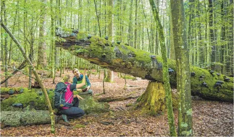  ?? FOTO: DANIELA BLÖCHINGER/NATIONALPA­RK BAYERISCHE­R WALD ?? Aus einem Wirtschaft­swald wird langsam wieder Urwald, wenn die Natur sich selbst überlassen wird. Das können Wanderer im Nationalpa­rk Bayerische­r Wald eindrucksv­oll erleben.