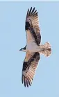 ??  ?? Guy Clark is especially fond of raptors, such as this osprey photograph­ed as it soared over the Corrales bosque.