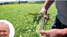  ?? ?? Plantain is seen as a forage that reduces methane production. Inset left, Derrick Moot.