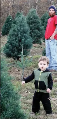  ?? MEGAN DAVIS MCDONALD COUNTY PRESS ?? Maxton Miller, 18 months, helps his father search for the perfect tree at Ozark Valley Christmas Tree Farm.