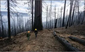  ?? (AP/National Park Service/Daniel Jeffcoach) ?? A National Park Service employee and a journalist explore the wildfire damage to giant sequoia trees Nov. 7 at Redwood Canyon in Kings Canyon National Park, Calif.