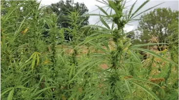  ?? DR Mac ?? ABOVE: The flowering hemp plant (pictured here) is closely related to the marijuana plant. However, it is taller and the leaves are much thinner. It is generally less toxic to horses and other animals as it contains lower levels of the psychotrop­ic chemical THC.