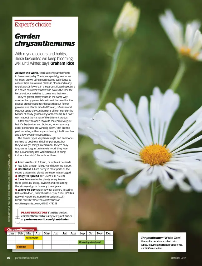  ??  ?? PLANT DIRECTORY Find the perfect chrysanthe­mum by using our plant finder at gardenersw­orld.com/plant-finderChry­santhemums Feed/mulch Cut back Flowering/deadhead