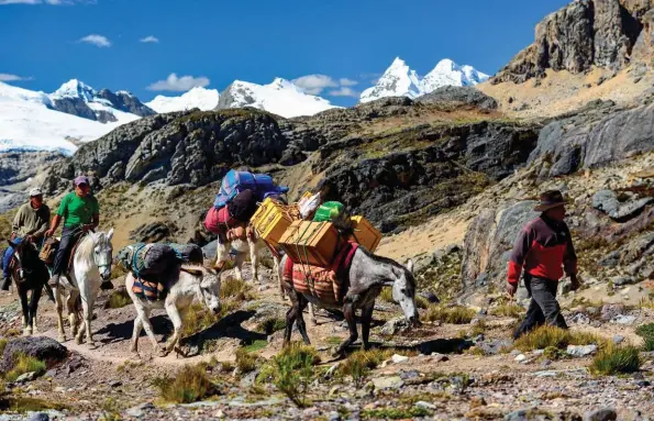  ??  ?? Extrémité sud du tour de Huayhuash : pile sous le sommet du Trapecio, nos arrieros et une pe te centaine de sabots filent plein gaz vers le col éponyme, qui frôle les glaciers arrondis de la cordillère Raura.