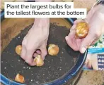  ??  ?? Plant the largest bulbs for the tallest flowers at the bottom