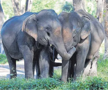  ?? FOTOS: FLECHTNER ?? Viele Elefanten müssen natürliche Verhaltens­weisen erst wieder lernen, wie etwa das Leben in einer Gruppe.