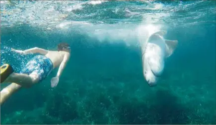  ?? (Photo DR) ?? Une fois le squale découvert, des plongeurs ont réussi à tracter ses presque  kg jusqu’au rivage.