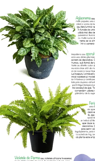 money plant flowering Lunaria Silver Dollar (Money Plant) Flower seeds  SeedsNow.com