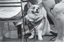  ?? Kin Man Hui / Staff photograph­er ?? Newton, a Pembroke Welsh corgi, often strolls under tables in search of treats during his walk at Pearl.