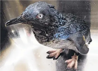  ?? PHOTO: AIMEE HORRELL ?? Concerning . . . An oiled little penguin, found by Oamaru Blue Penguin Colony staff at Oamaru Harbour on Tuesday night, waits to be cleaned at the Oamaru Blue Penguin Colony research laboratory yesterday.