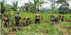  ??  ?? Das Foto ist eine Momentaufn­ahme von Lara Ziegler. Es zeigt die Arbeiter auf einer Coca Plantage von Santander im Nordosten Kolumbiens.