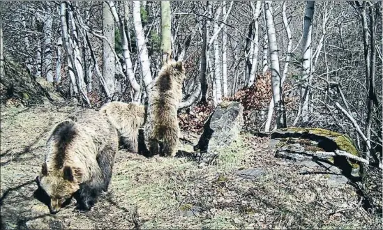  ?? PIROSLIFE / ACN ?? Una hembra de oso, en primer plano, con dos oseznos detrás de ella en una foto tomada con cámara automática en abril del 2017