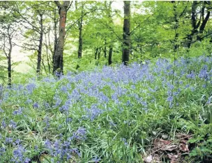  ??  ?? Bluebells appear to nod as they move in the breeze