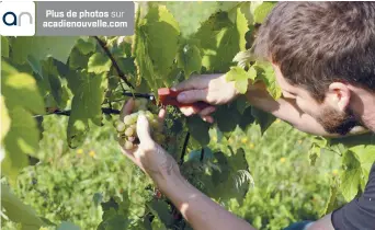  ?? Plus de photos sur acadienouv­elle.com ?? Zachary Everett met les bouchées doubles pour terminer les vendanges rapidement. - Acadie Nouvelle: Simon Delattre