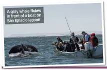  ??  ?? A gray whale flukes in front of a boat on San Ignacio lagoon