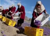 ?? Reuters ?? Women collect saffron flowers in the Karukh district of Herat, Afghanista­n. —
