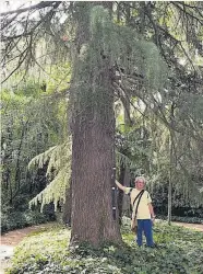  ??  ?? ‘CEDRUS DEODARA’