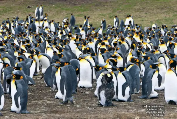  ??  ?? The King Penguin colony at Volunteer Point is a highlight of any trip to the Falklands