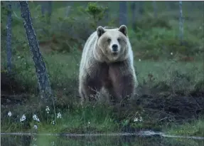  ??  ?? (BJöRNEN På BILDEN äR INTE DEN SOM OMNäMNS NEDAN.) FOTO: MOSTPHOTOS