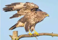  ?? FOTO: PATRICK PLEUL/DPA ?? Der Lebensraum eines Mäusebussa­rds sind offene Landschaft­en wie Felder oder Wiesen.