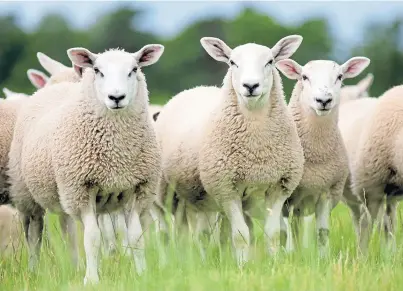  ??  ?? SUBJECTS: New research is examining ways to breed and feed sheep to reduce their environmen­tal impact