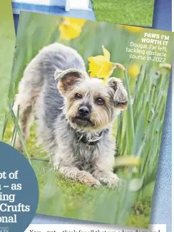  ?? ?? PAWS I'M WORTH IT Dougal. Far left, tackling obstacle course in 2022