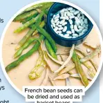 ??  ?? French bean seeds can be dried and used as haricot beans