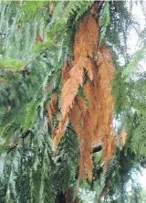  ??  ?? Left: Carrots can be almost completely ruined where carrot rust fly infestatio­ns are heavy. The most effective solution is to cover seeded beds with insect netting or a floating row cover. Right,"Flagging" in the autumn on western red cedars is a normal process in these native trees.