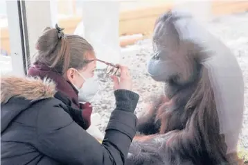  ?? RONALD ZAK/AP ?? A masked visitor peers at an orangutan Feb. 8 at a zoo in Vienna, Austria. Scientists and veterinari­ans are racing to protect animals from the coronaviru­s, often using the same playbook for minimizing disease spread among people.