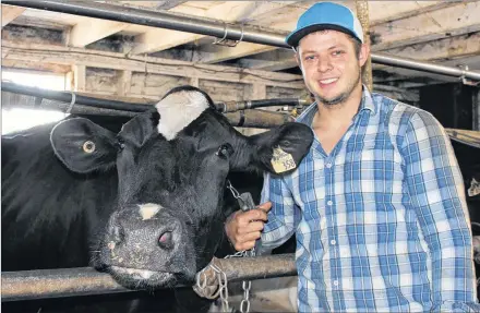  ?? SUBMITTED PHOTO ?? Luc Arsenault, who is studying veterinary medicine, provided health care for cattle at the Gallant Farm in St. Timothy last summer, as part of his PERCÉ internship.