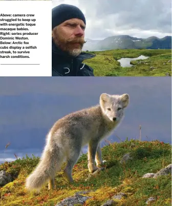  ??  ?? Above: camera crew struggled to keep up with energetic toque macaque babies. Right: series producer Dominic Weston. Below: Arctic fox cubs display a selfish streak, to survive harsh conditions.