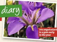  ??  ?? Iris unguicular­is is a gem early in the year