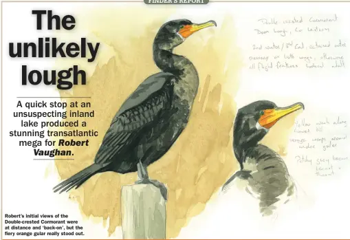  ?? ?? Robert’s initial views of the Double-crested Cormorant were at distance and ‘back-on’, but the fiery orange gular really stood out.
Double-crested Cormorant: Doon Lough, Co Leitrim, from 14 February 2022