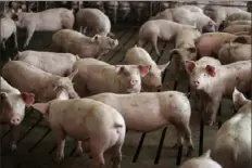  ?? Scott Olson/Getty Images ?? Recent breakouts of COVID-19 at several major meat processing facilities have caused a glut of market-ready hogs on farms and a shortage of pork in grocery stores.