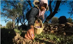  ??  ?? Picking saffron flowers in a field in the Taliouine region. The cultivatio­n methods have not changed for centuries.